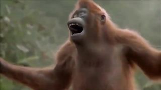 Funny monkey   -----ong
