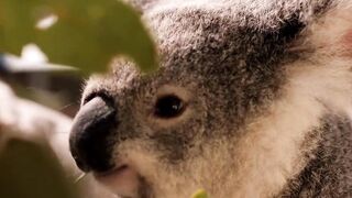Cutest baby animals Videos Compilation Cute moment of the Animals