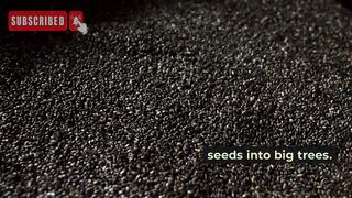 process of making seed into trees