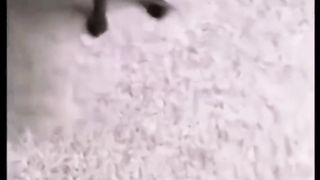 Funny dog
