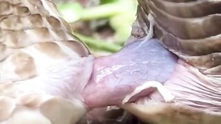 Snake sexcy video