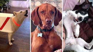 dogs video funny