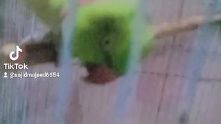Parrot