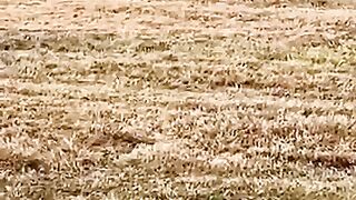 funny-cats-video-funny-animals-funny-video-compilation-trending-shorts
