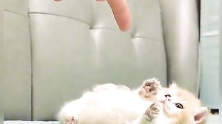 Cute cat