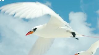 The World's Oldest Known Bird | Earth's Tropical Islands |nisarbijle