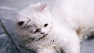 VEDIO CUTE