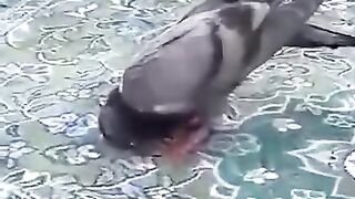SUBHAN ALLAH