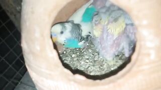 Funny parrot