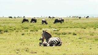 Animal