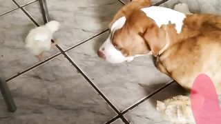 Amor animal