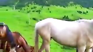 Quran