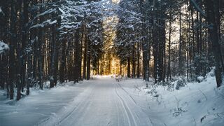 Расслабляющая музыка, зимний лес