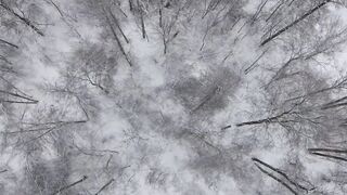 10 необяснимых существ в лесу