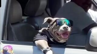 Syper dog