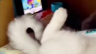 Cat x-mas