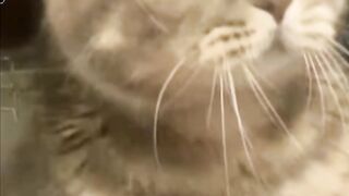 Cat govorit