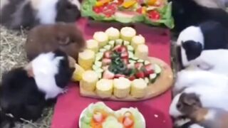 Морская свинки
