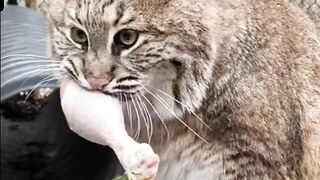 Дикий кот
