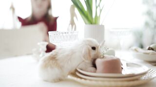 Кролик аристократ | rabbit aristocrat