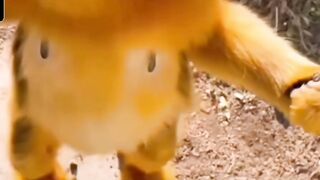 Manki 2
