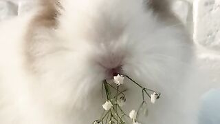 Домашний пасхальный кролик