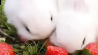 Crolik