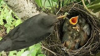 Мама скворец, не даст умереть от голода птенцам | Mother starling, will not