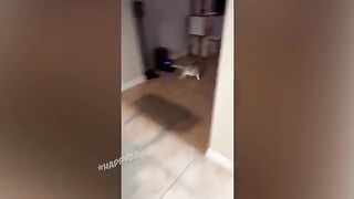 Самые смешные кошки))