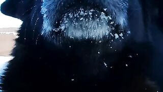 Танец с домашним волком | dance with the domestic wolf