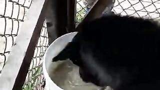 Собака подводной рыбалки, ест только живую рыбу | lupus floridanus eats only live fish