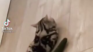 Смешные кошки 4