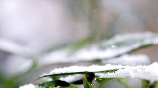 the beauty of nature