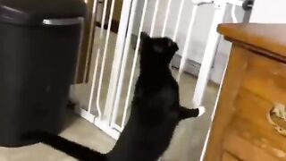 Смешные животные 7