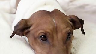 Массаж для Собаки ????????| dog massage