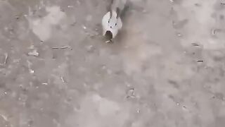 ИДИ ПОГРЫЗИ