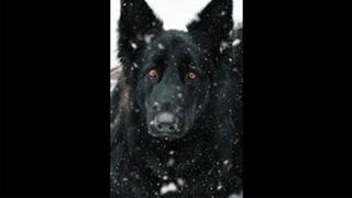 Пес "Степа" Дождался Свободы | the dog waited for freedom