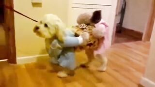 Смешная собака 2