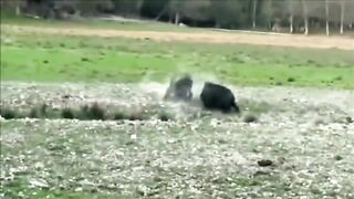 Кабан против питбуля