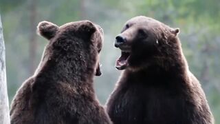 Тигр против медведя