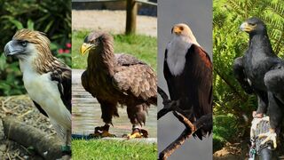 Top 10 Biggest And Largest Eagles Of The World