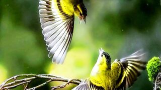 Good morning / friends/ Have a nice day !