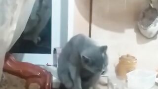 Кошечка