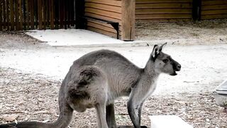 animal