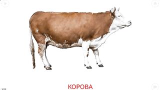 belonging to animals