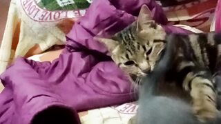 Классная киска