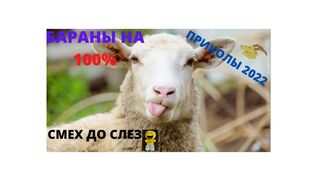 Приколы про БАРАНОВ, Овец, Козлов  | sticky jokes about rams, sheep, goats
