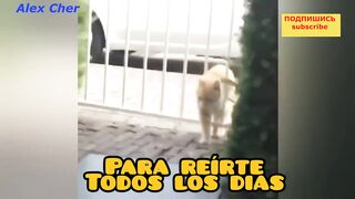 Сумасшедшие, залипательные ПРИКОЛЫ Животных| jokes of animals that