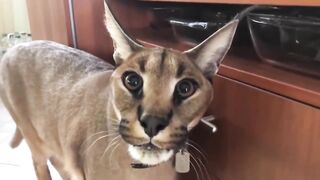 Смотриииииииииииииииииииииии до Концаааааааааааааааааааа