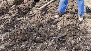 Сажаем картошку